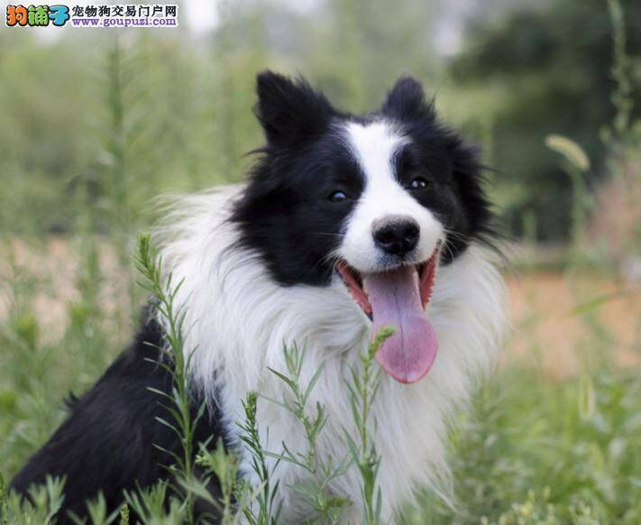 细说边境牧羊犬皮屑的由来和清洁方法