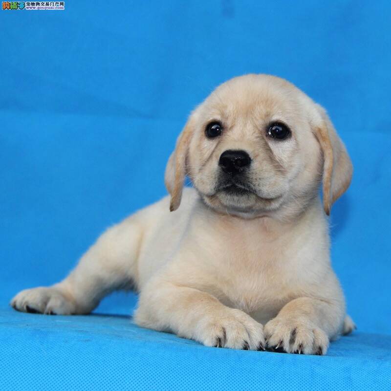 怎样通过外部特征来看拉布拉多犬是否纯种健康