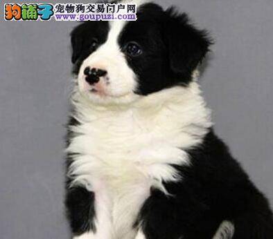 边境牧羊犬多大时候换牙齿