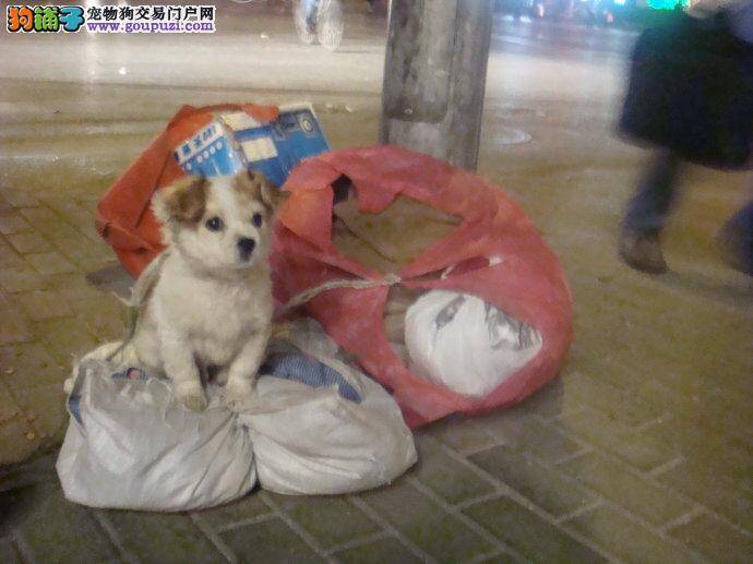 懂得感恩的小狗寒风中帮主人讨饭