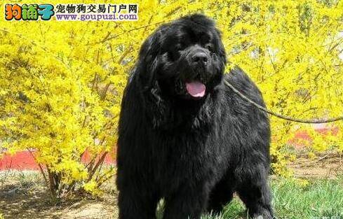 体型的重要性 怎样挑选到身材合适的纽芬兰犬