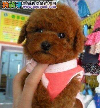 美丽展示 贵宾犬的被毛有哪些特征