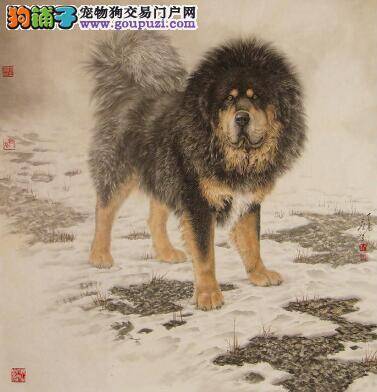 神犬传说 赤古藏獒品种特点与分布范围