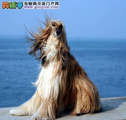 关于阿富汗猎犬做绝育手术的利与弊