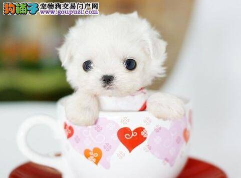 冬季洗澡讲究多 茶杯犬的冬季清洁工作如何进行