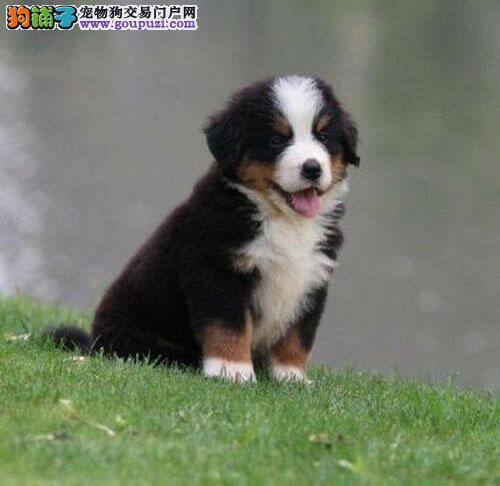 伯恩山犬糖尿病血糖降不下来怎么办