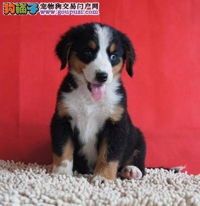 怀孕期间的伯恩山犬可以洗澡吗