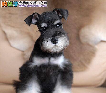 这几天雪纳瑞一直呕吐，发烧应怎么办