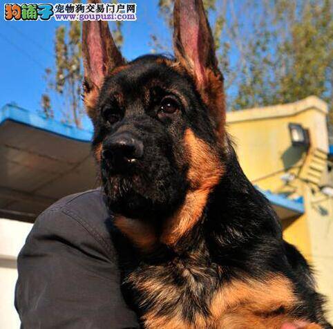 德国牧羊犬得了螨虫和真菌用什么药治疗