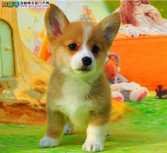 柯基犬最近咳嗽，流鼻涕应怎样治疗