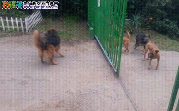 爆笑画面：一群狗隔门互吠 门一开全跑光