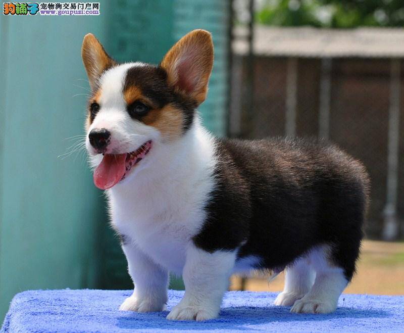 柯基犬不吃饭，没精神怎么办