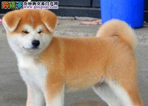秋田犬患上犬瘟了应怎么办