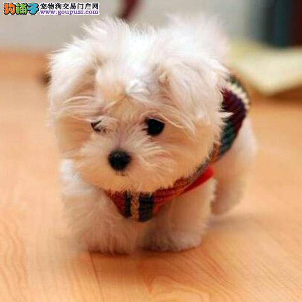 马尔济斯犬有点喷嚏，流鼻涕和呕吐 急死了