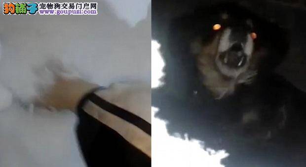 狗狗遇暴雪被埋，主人徒手挖开厚雪救爱犬