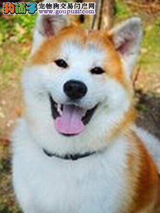 宠物安全我负责 如何正确佩戴秋田犬的牵引绳