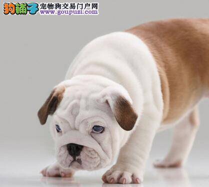 为什么要清理斗牛犬的爪子