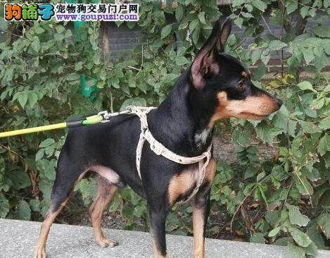 小鹿犬不吃饭，呕吐不止该怎么办