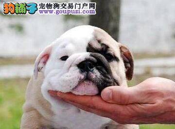 如何照顾怀孕的母斗牛犬