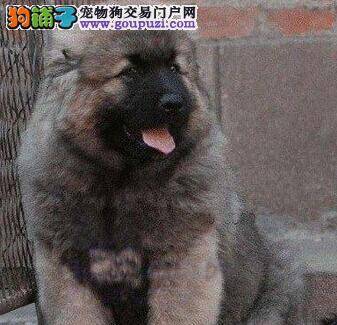 高加索犬患上皮肤病后应如何医治