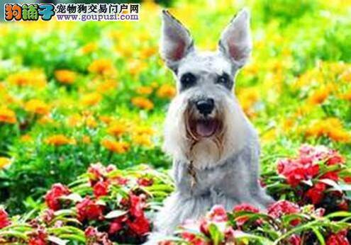 怎样从众多雪纳瑞当中挑选最优秀的那一只
