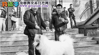 哈尔滨将加强犬类管理 办理犬证“管狗”是日常工作