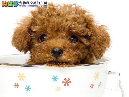 暖心主人如何帮助泰迪犬消灭敌人——虱子