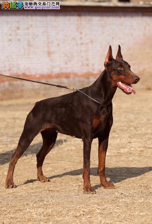 狗狗护理妙招 如何护理发情期和怀孕期的杜宾犬