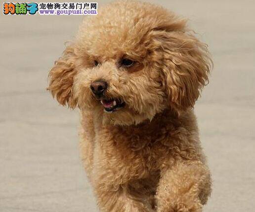 挑选贵宾犬要看耳和口