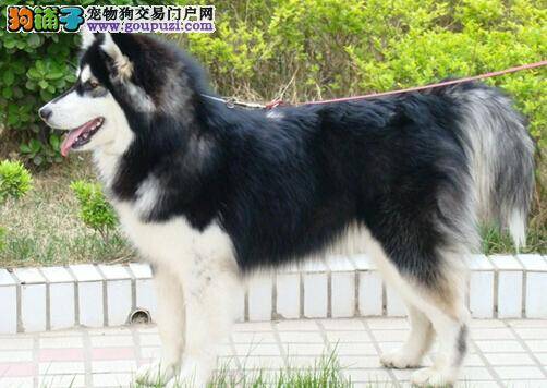 学会鉴别狗狗 掌握阿拉斯加雪橇犬的诸多特点