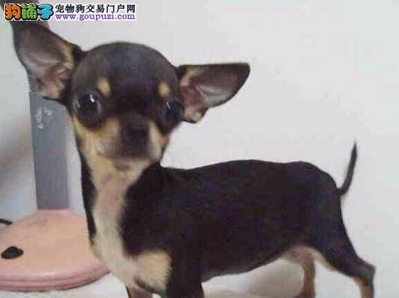 我家吉娃娃已经三天没吃东西了怎么办