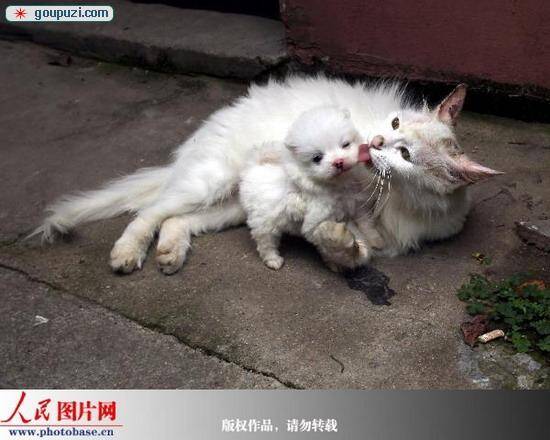 徐州一波斯猫竟然给小狗崽当“奶妈”（图）