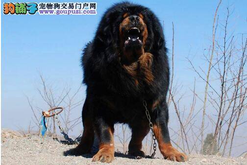 威武凶猛的藏獒幼犬实用饲养技巧