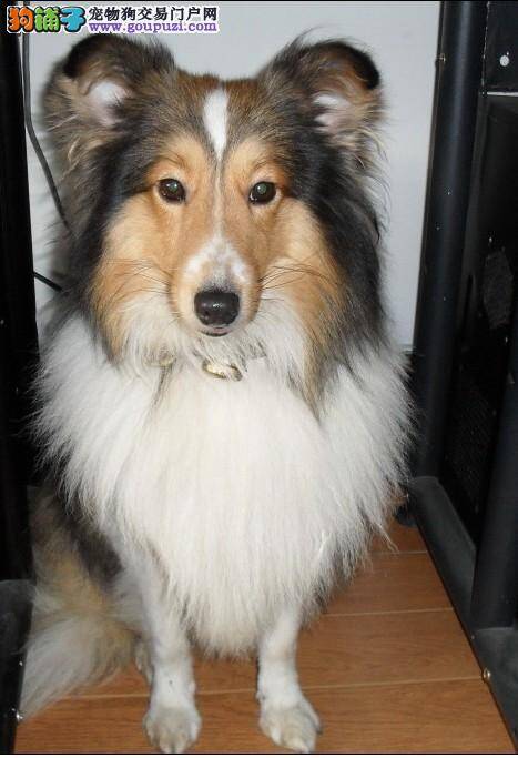 苏格兰牧羊犬有哪些丰富的肢体语言