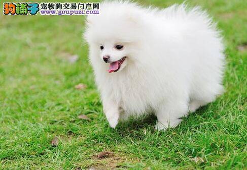 预防蛀牙身体好 避免博美犬蛀牙有哪些方法