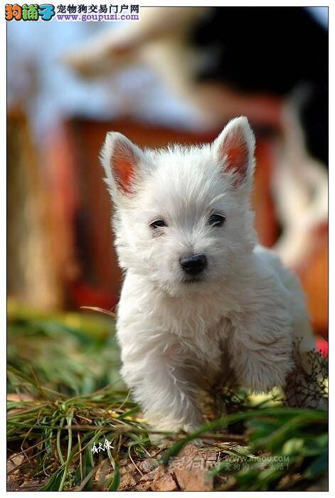 如何在冬季的时候给西高地好好洗澡