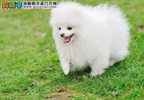 和博美犬当好朋友,主人一定要知道的七个小秘诀