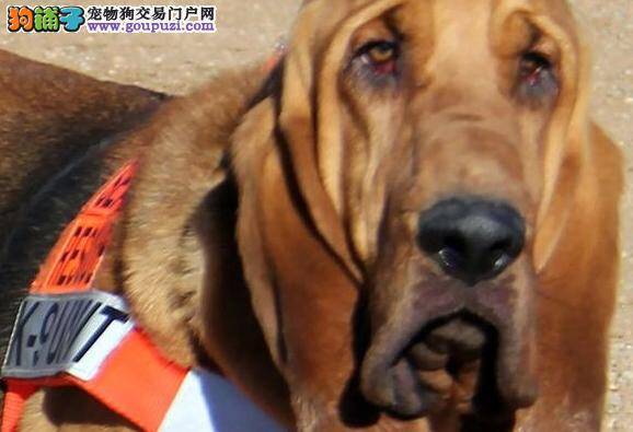 美国举行动物竞选 搜救犬当选市长