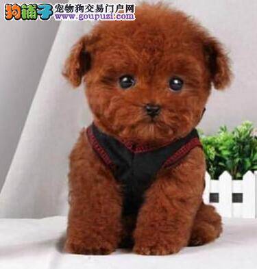 泰迪犬拉稀，便便呈淡黄色没事吧