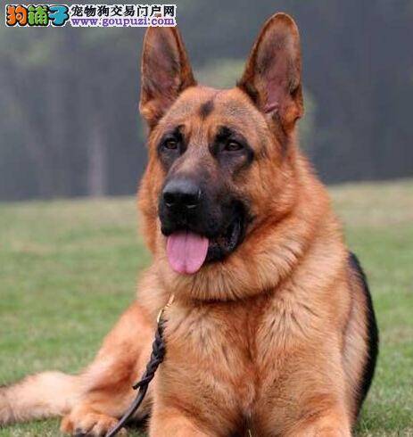 影响狗狗寿命因素多 怎样延长德国牧羊犬的寿命
