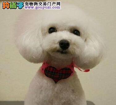 贵宾犬的血统证书上的信息代表的含义