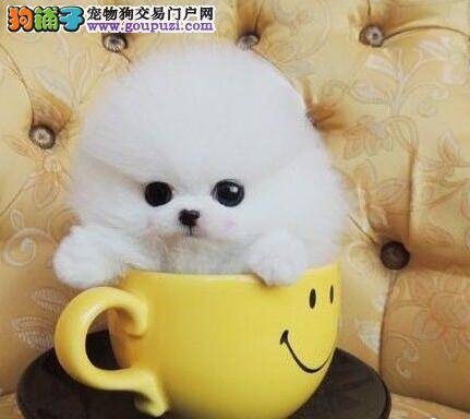 博美犬很能吃，但是很瘦怎么办