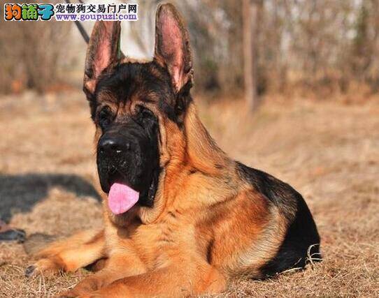 怎样很容易的买到优秀的德国牧羊犬