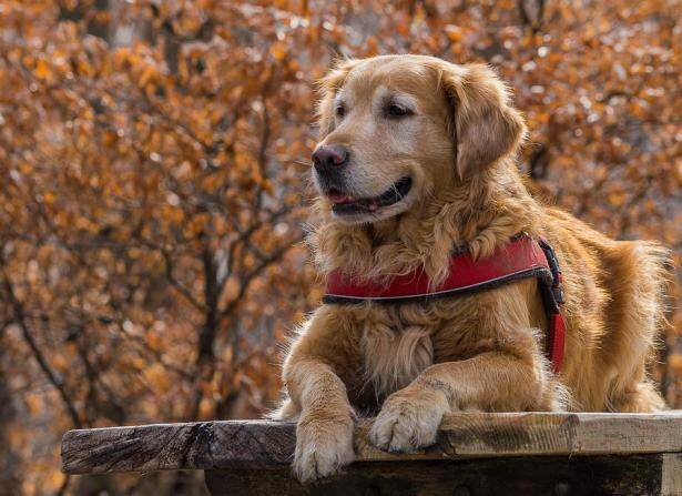 金毛犬喜欢的运动有哪些呢？来看一看吧