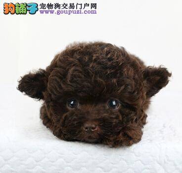 饲喂幼犬经验谈 如何给泰迪犬幼犬提供充足的营养元素