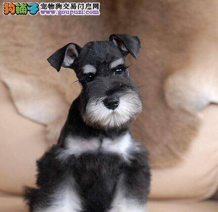 雪纳瑞身上长红斑是怎么了，怎么办