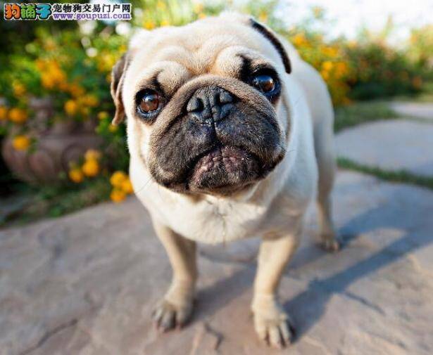 从性格看优劣 巴哥犬的性格特征是怎样的
