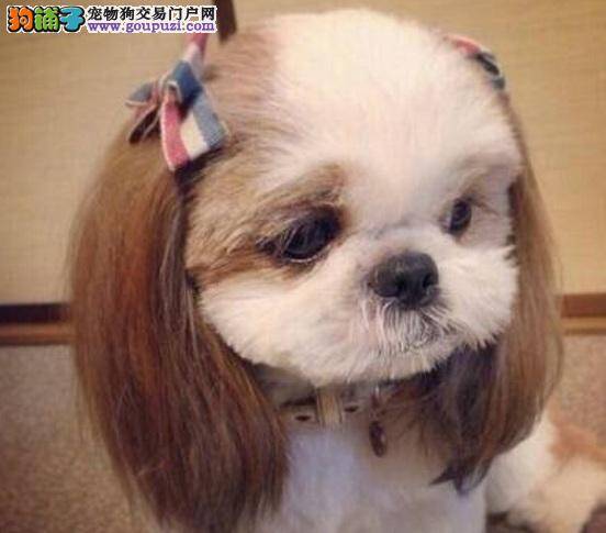 西施犬鼻头干有眼屎吃什么药治疗