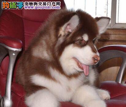 阿拉斯加犬的脖子上长了一个包没事吧
