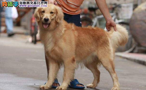 金毛犬生病前都有哪些征兆？